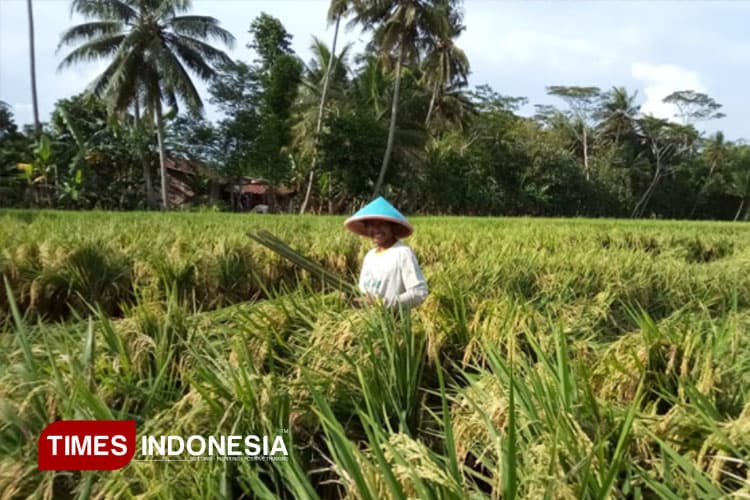 Produksi Padi Kalsel Diproyeksikan Tembus 1,2 Juta Ton di Akhir 2025